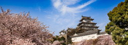 Castillo Himeji, una joya rodeada de cerezos