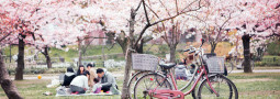 Hanami 2012, disfrutando de los cerezos en flor