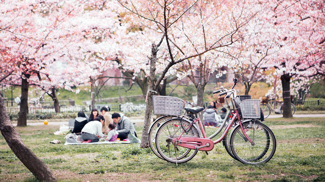 Hanami en Osaka