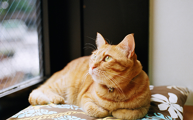 Cat Cafe en Tokio