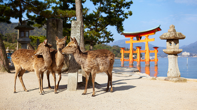 Ciervos Sika y Torii de Itsukushima